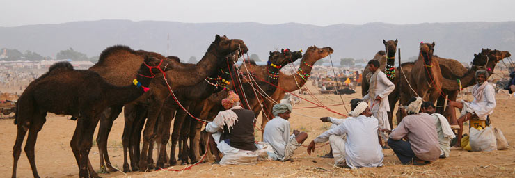 Pushkar fair