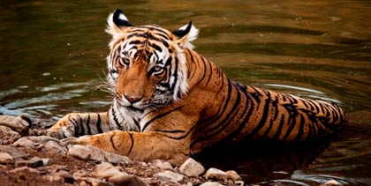 Pushkar Fair Taj Tiger tour package